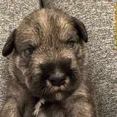 Yellow Collar Girl - Standard Schnauzer puppy from Beaucoup Standard Schnauzers