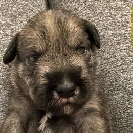Yellow Collar Girl - Standard Schnauzer puppy from Beaucoup Standard Schnauzers
