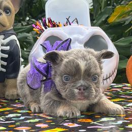 Dolly - Tricolors female French Bulldog puppy in Palm Coast, Florida from Calypso Island French Bulldogs