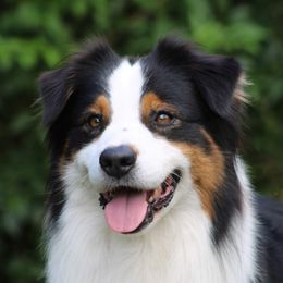 Tommi - Australian Shepherd