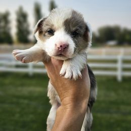 Pluto - Brindle merle and white male Cardigan Welsh Corgi puppy in Rigby, Idaho from Star N Cardigan Corgis