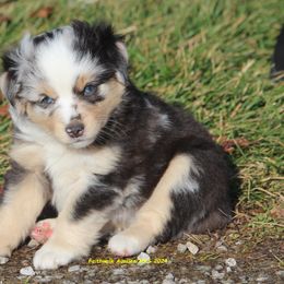 Kobuk, blue eyes - Miniature American Shepherd puppy from Faithwalk Aussies and Mini American Shepherds