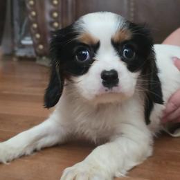 Boy 2 - male Cavalier King Charles Spaniel puppy in Turkey, North Carolina from Country Side Acres