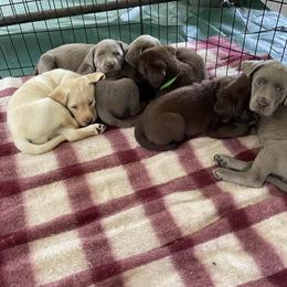 Dilute Retriever Puppies from Virdin’s Silver Labs
