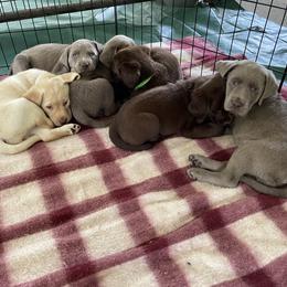Dilute Retriever Puppies from Virdin’s Silver Labs
