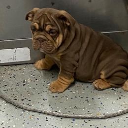 Purple collar girl 6000 - Chocolate tri-color female Bulldog puppy in Lewisberry, Pennsylvania from Salted Rim Corgis