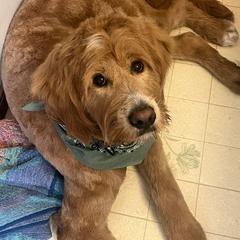 Bernedoodle, Goldendoodle, and Golden Mountain Doodle Puppies from Sonoran Standard Doodles