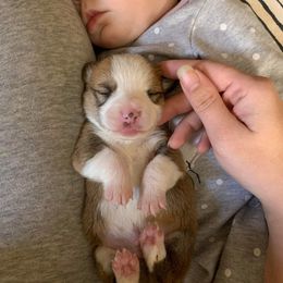American Corgi and Pembroke Welsh Corgi Puppies from Chaotic Corgi’s