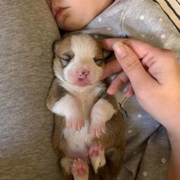 American Corgi and Pembroke Welsh Corgi Puppies from Chaotic Corgi’s