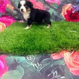Haven - Black tri female Miniature Australian Shepherd puppy in Chelsea, Oklahoma from Elite Puppies of Oklahoma, LLC