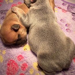 Floyd - Tricolors male French Bulldog puppy in Middletown, Rhode Island from Royal Frenchies LLC