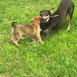 Chinook Puppies from Spook Nook Chinooks