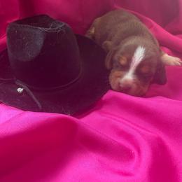 Girl 5 - Red and white female Beagle puppy in Dime Box, Texas from Kuehlers Kavaliers