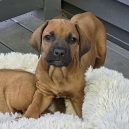 Ripp - Rd whtn blk nose male Rhodesian Ridgeback puppy in Gaffney, South Carolina from Circle D Farms