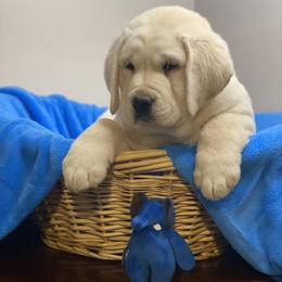 Labrador Retrievers from Hill’s Labrador Retrievers
