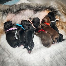 Yorkipoo puppies from Edgewater Doodles & Designer Pups