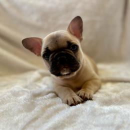 Pepe' - Fawn male French Bulldog puppy in Greeley, Colorado from Mandy Moon French Bulldogs
