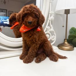 Austin - Red  male Goldendoodle puppy in Alamance County, North Carolina from Doodle Squad Puppies