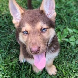 German Shepherd and McNab Puppies from North Star Shepherds
