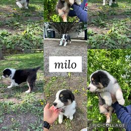 Australian Shepherd Puppies from Virginia Risley