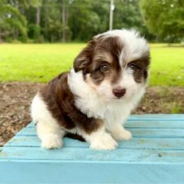 Vienna - Brown and white female Aussiedoodle puppy in Dunn, North Carolina from Sandy Creek Kennels