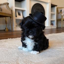 Shih Tzu Puppies from Furbourne Farms