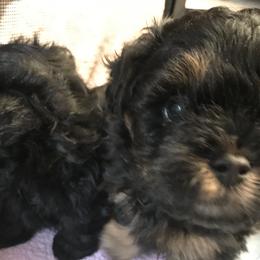 Assorted Doodle Crosses from Yoriko's Puppies