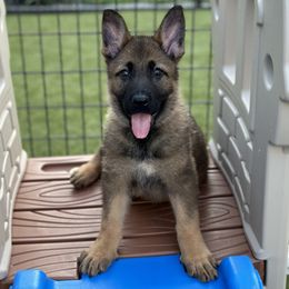 German Shepherd Puppies from 7OaksK9
