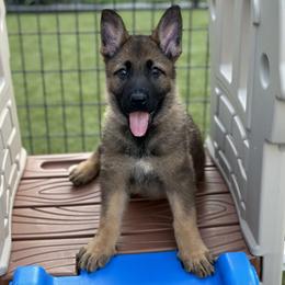 German Shepherd Puppies from 7OaksK9