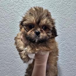 Stella - Red and tan female Shih Tzu puppy in Cabot, Arkansas from Borderland's Kennel