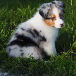 Corona - Blue merle male Australian Shepherd puppy in Cape Girardeau, Missouri from Promise Keeper Kennel