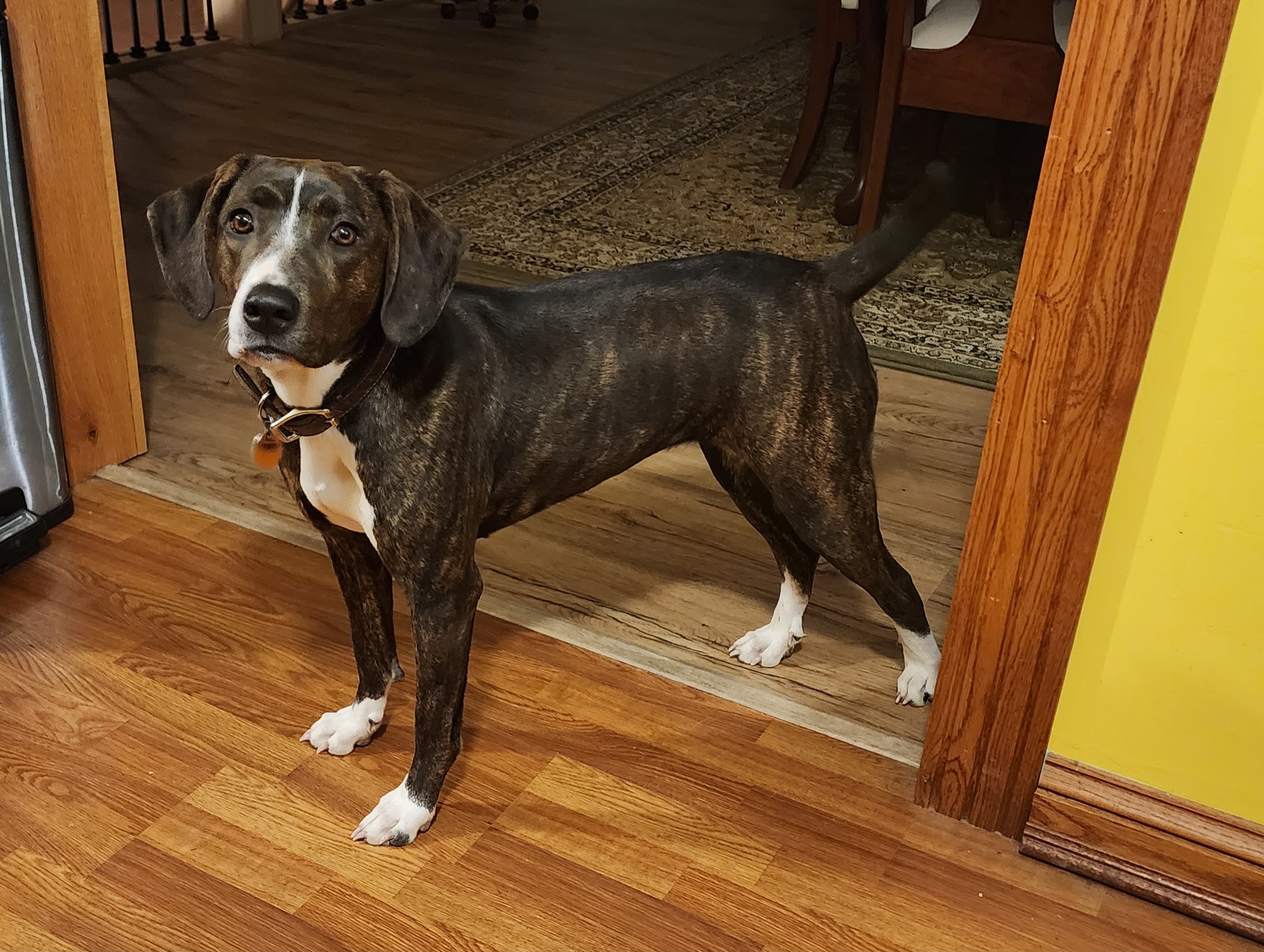 Mountain Curs from Mountaineer Mountain Curs