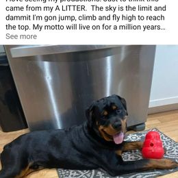 Rottweiler Puppies from Von Alley Rottweilers