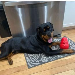 Rottweiler Puppies from Von Alley Rottweilers