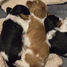 Baby boy - Blenheim male Cavalier King Charles Spaniel puppy in Meridian, Idaho from Reflection Cavaliers