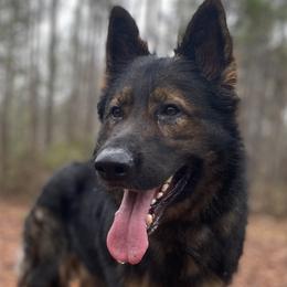 Kai - German Shepherd