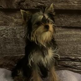 Yorkshire Terriers from JMAK Dreams