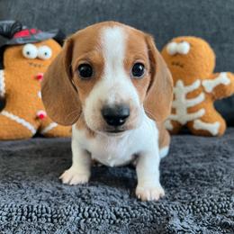 Chai - Piebald male Dachshund puppy in Ocala, Florida from Weenie Boops