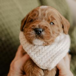 Theo - Red  male Goldendoodle puppy in Patterson, California from Dooling Doodles