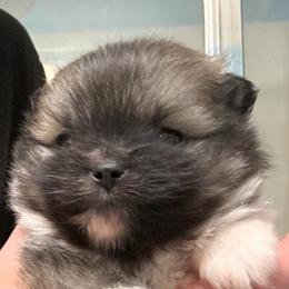 Phoenix - Orange sable female Pomeranian puppy in Skipperville, Alabama from Nay Nay’s Babies