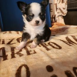 Ridlee - Black and white male Chihuahua puppy in Ashtabula, Ohio from Paw's & Awe's Chihuahuas