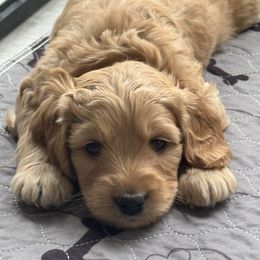 Australian Labradoodle Puppies from My Three Doodles