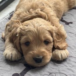 Australian Labradoodle Puppies from My Three Doodles
