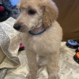 Atlas - Apricot male Poodle puppy in Mobile, Alabama from Semmy’s Standard Poodle LLC