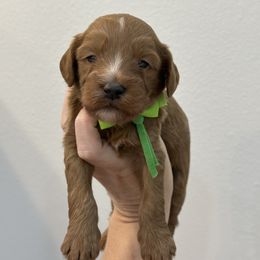 Green boy - Red male Cavapoo puppy in Waskom, Texas from Pearls & Curls doodles & poodles