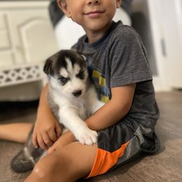 Siberian Husky Puppies from Husky Love and Pups