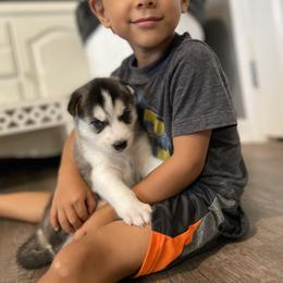 Siberian Husky Puppies from Husky Love and Pups
