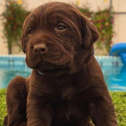 Chocolate male 3 - Chocolate male Labrador Retriever puppy in Clayton, Washington from Full House Ranch Labradors