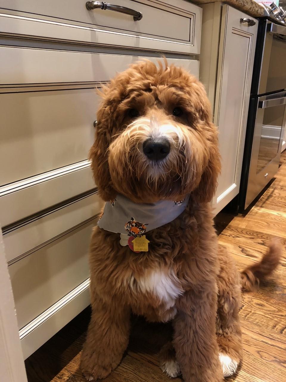 Central Kentucky Goldendoodles in Kentucky Goldendoodle puppies