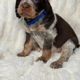 Blue boy - Tri-Roan male English Springer Spaniel puppy in Fairfield, California from Goldridge Springers